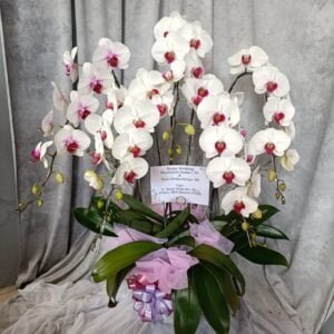 Anggrek/Orchid